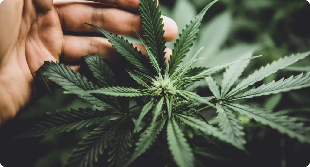 Lab technician lifting dried hemp flower with tweezers beside beakers of golden hemp oil