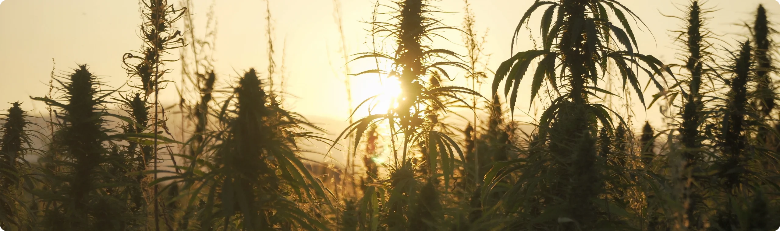 Tall hemp plants in a field at sunset