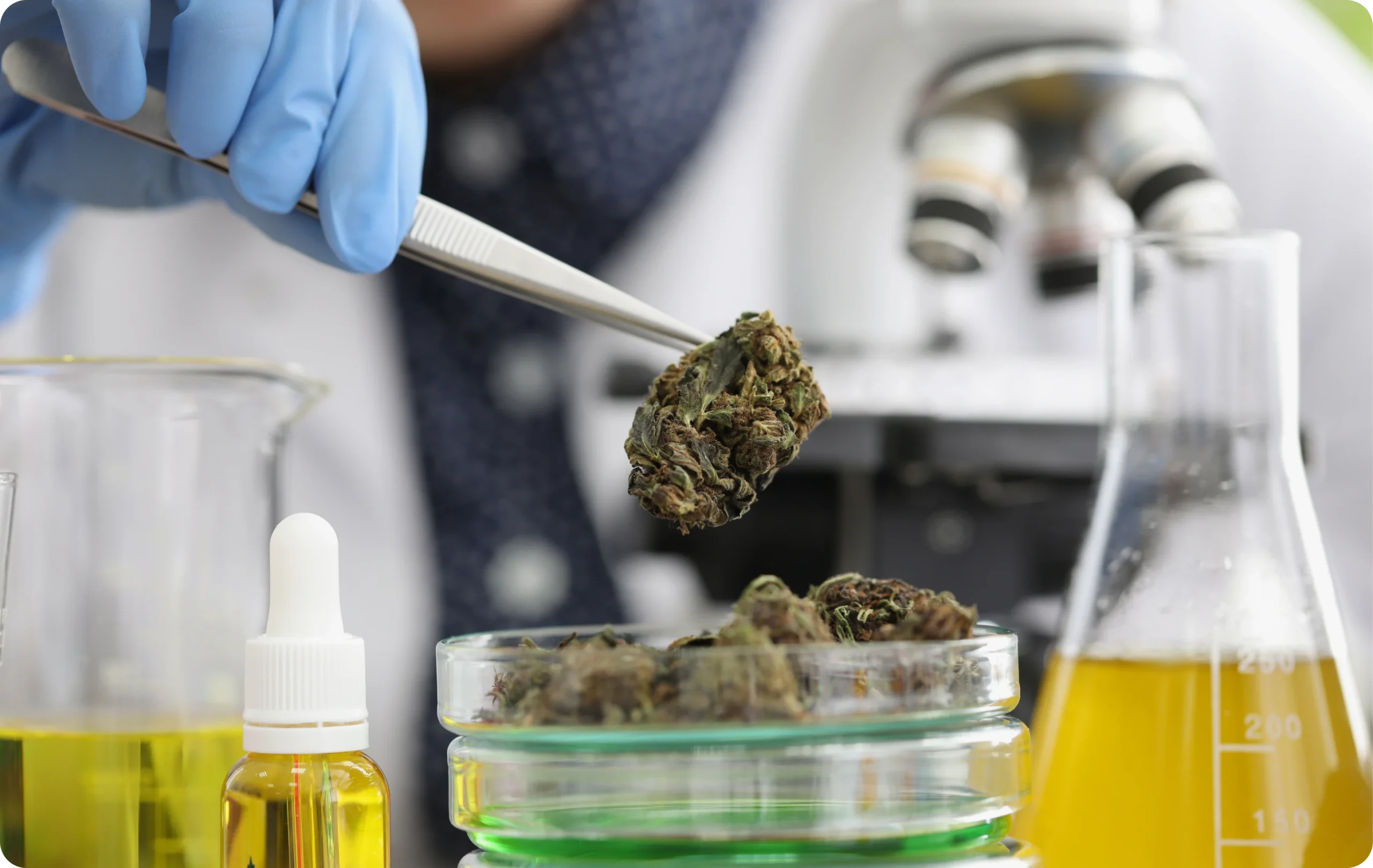 Lab technician holding a hemp bud with tweezers beside beakers of extract