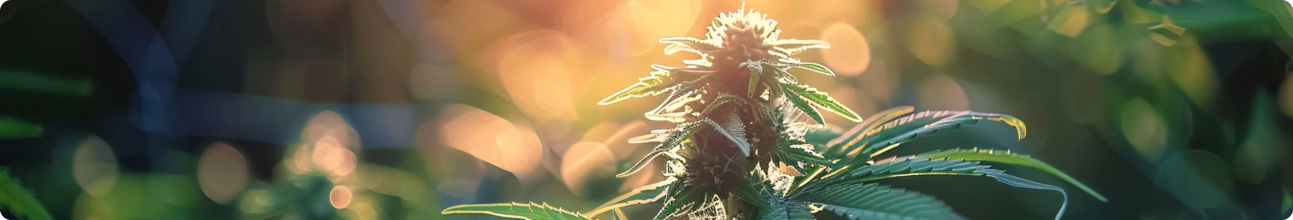 Hemp plant catching the evening sun in an outdoor field