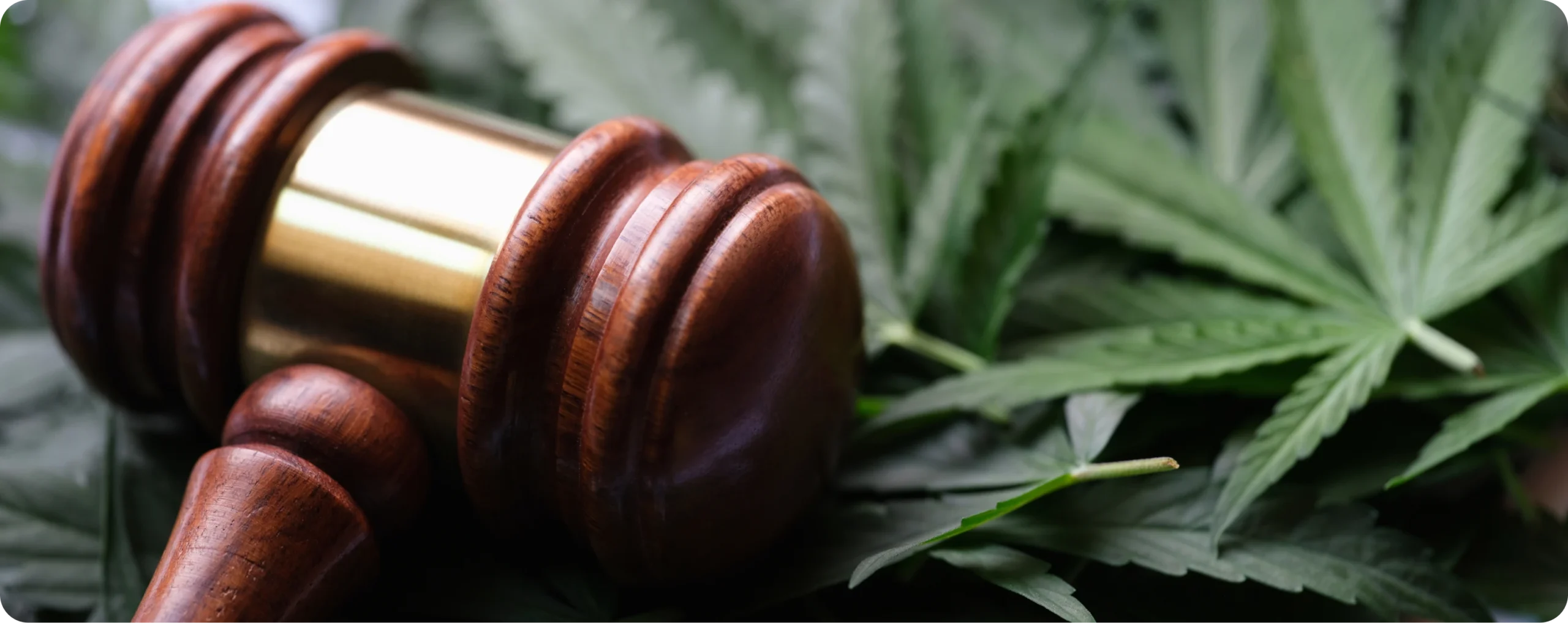 Wooden gavel resting on hemp leaves