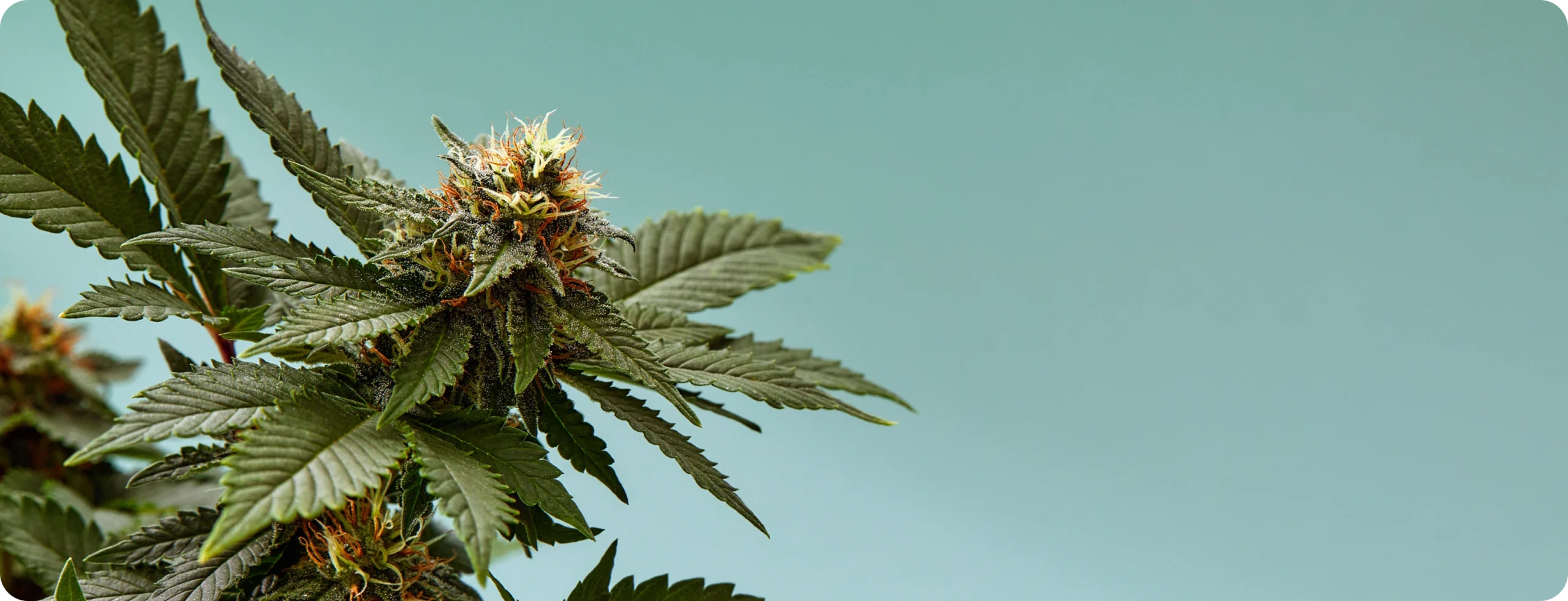 Hemp plant against a teal background