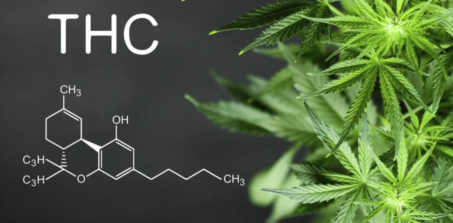 THC molecular structure beside a hemp plant
