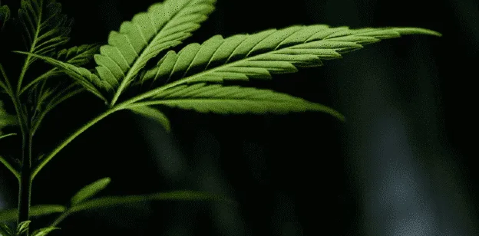 Hemp leaves against a dark background